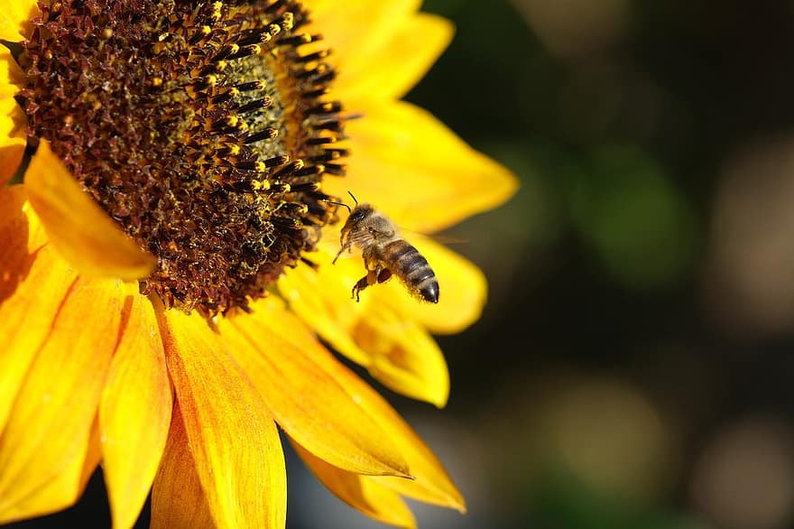 пчела, подсолнух, опыление, желтый, насекомое, цветок, летом, крупный план, макрос, завод, пыльца