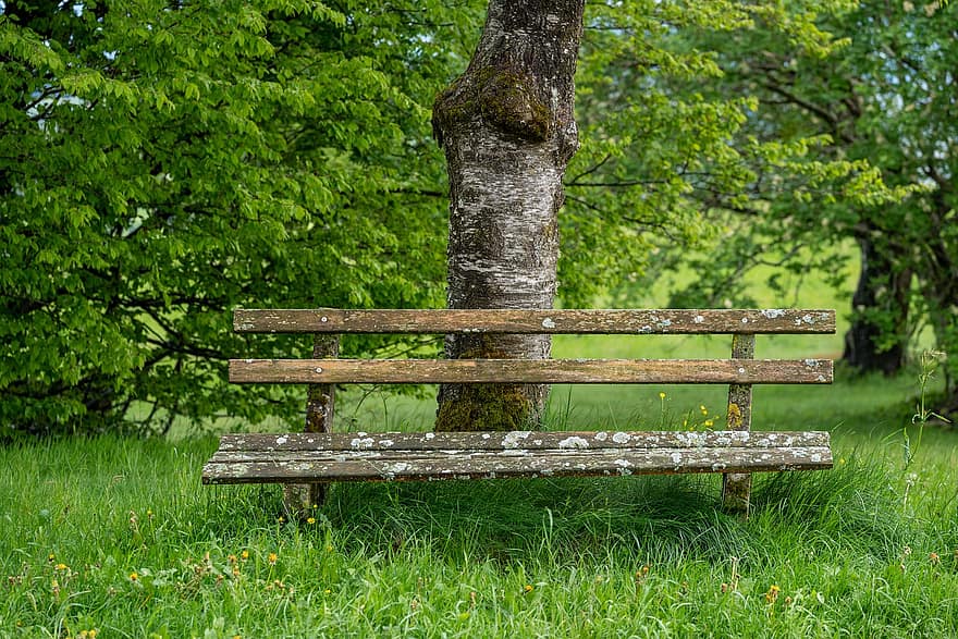 albero, panchina, prato, Baden-Wuerttemberg, Gutach im Breisgau, erba, legna, estate, foresta, colore verde, pianta