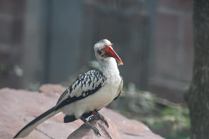 Red Billed Hornbill, Bird, Animal, Hornbill, Wildlife, Plumage, Beak, Perched, Nature, Zoo, Leipzig