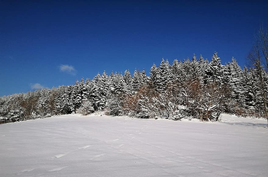 숲, 겨울, 눈, 자연, 경치, 나무, 산, 푸른, 시즌, 소나무, 서리
