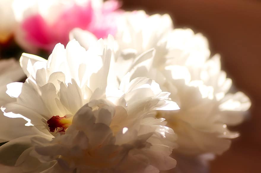 flor, peonía, peonía blanca, floración, flora, pétalos, pétalos blancos, macro, de cerca