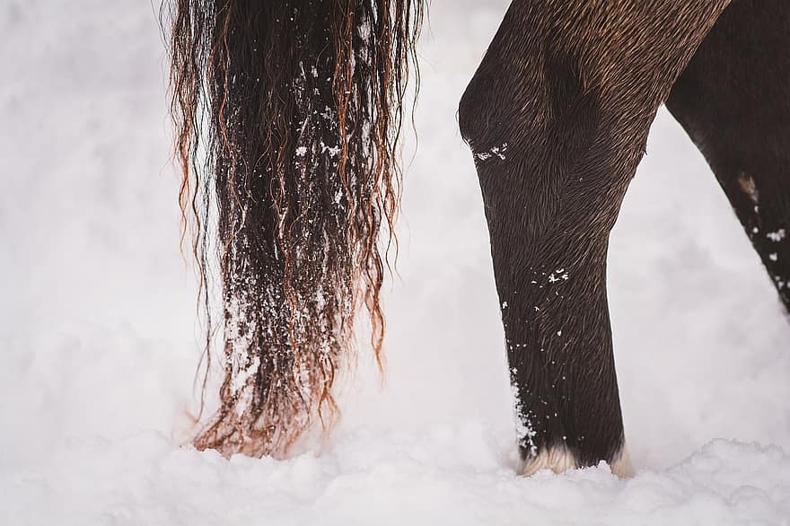 сніг, кінь, поні, ноги, стопи, тварина, зима, дерево, чоловіки, сезон, впритул