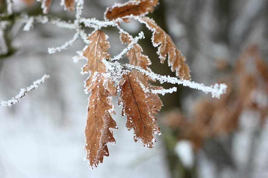 lapai, žiemą, šalčio, sniegas, medis, šakelės, šakos, šalta, Iš arti, ruduo, sezoną