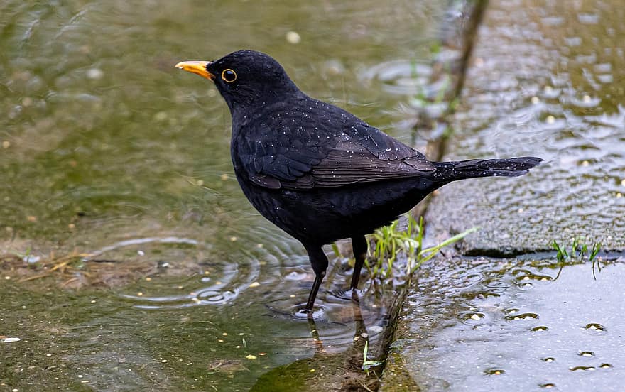 Blackbird, paukštis, balnelis, vanduo, patinas juodasis paukštis, juodas paukštis, dainų paukštis, gyvūnas, laukinės gamtos, plunksnos, pobūdį