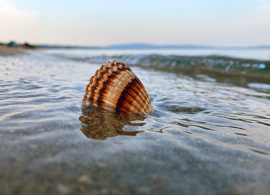 Shell, Beach, Sea, Seashell, Mussel, Water, Ocean, Nature, Shore, Coast