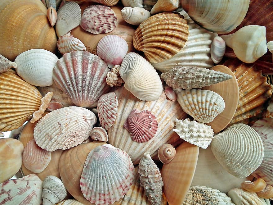cartuchos, conchas do mar, decorativo, colorida, natureza, macro