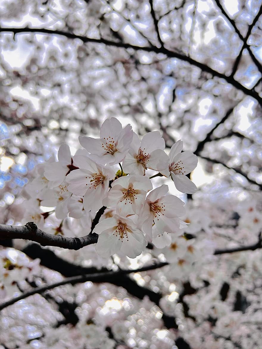 λουλούδια, sakura, άνθος κερασιάς, ανθίζω, άνθος, βοτανική, άνοιξη, εποχής