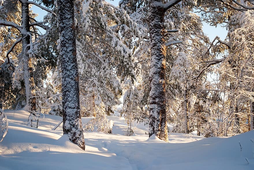 lumi, metsä, Puut, polku, Mäntypuut, huurre, lumikentät, luminen, kylmä, halla, jäädytetty