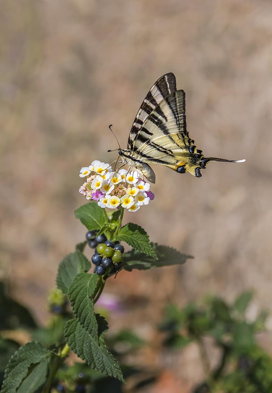 knappe swallowtail, pollinering, Lantana, blomster, sommerfugl, iphiclides podalirius, insekt, natur, nærbilde, sommer, grønn farge