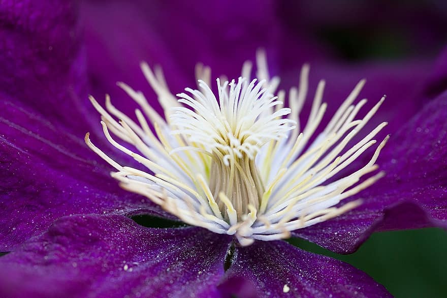 Flower, Clematis, Petals, Dust Trap, Flowering, Spring, Flora, close-up, plant, petal, purple