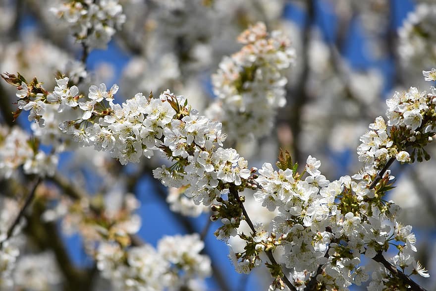 körsbärsblom, blomma, vår, vit, träd, gren, glanstid