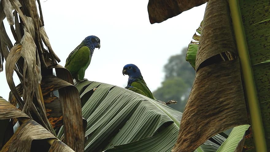 păsări, papagali, frunze, copac, cioc, climat tropical, pană, macaw, multi colorate, albastru, animale în sălbăticie