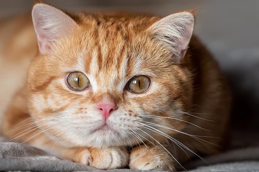 British Shorthair, Cat, Pet, Tabby, Bkh, Kitten, Animal, Feline, Cat Eyes, Domestic Cat, Red Silver Classic Tabby