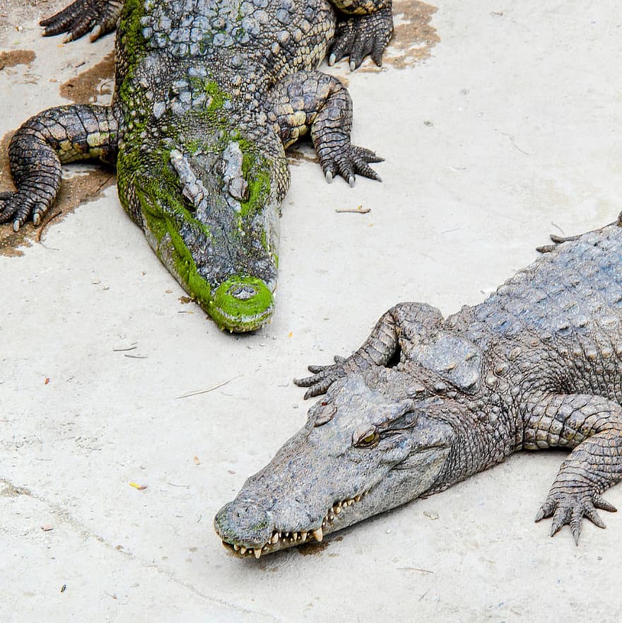 krokodiler, djur, Zoo