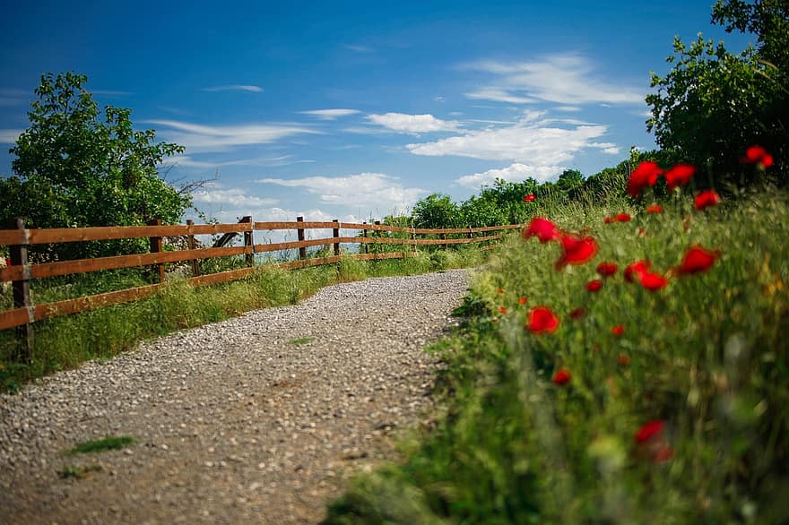 Path, Flowers, Countryside, Rural, Nature, Spring, Sky, Clouds, Kosovo, rural scene, summer