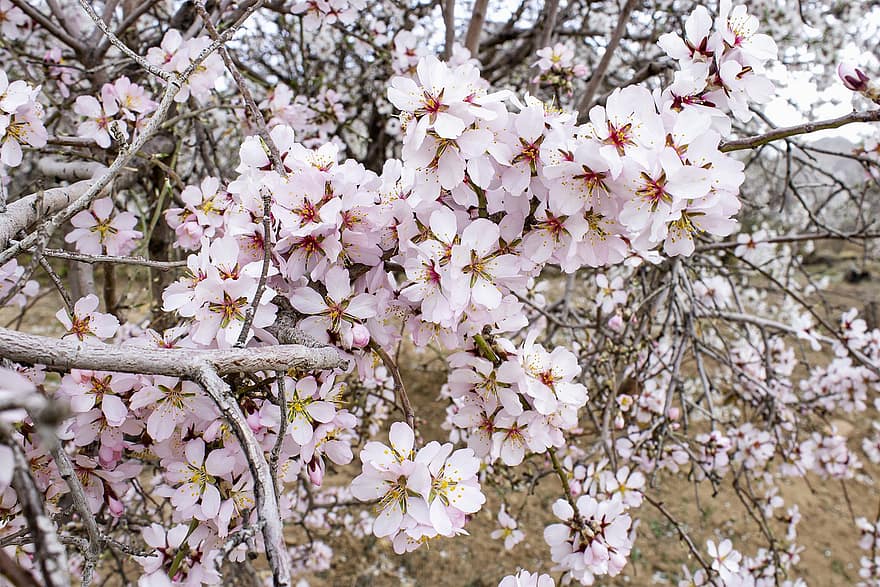 Almonds, Flowers, Spring, Nature, Pink Flowers, Bloom, Blossom, Branch, Tree, leaf, plant