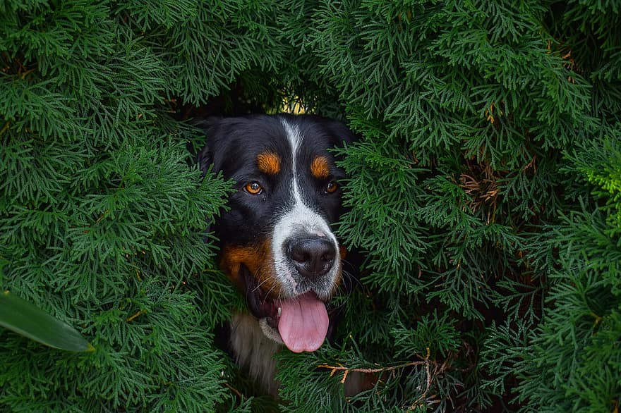 câine, câine de munte bernes, canin, Bernese, mamifer, iarnă, drăguţ, animale de companie, copac, câine de rasă pură, cățeluș