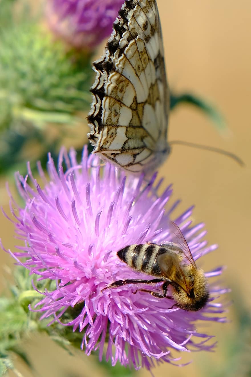 abeille, insecte, féconder, pollinisation, chardon, fleur, insecte ailé, ailes, la nature, hyménoptères, entomologie
