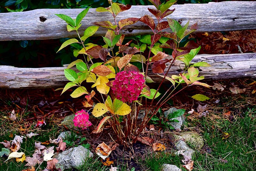bloemen, hortensia, roze hortensia's, herfst, natuur