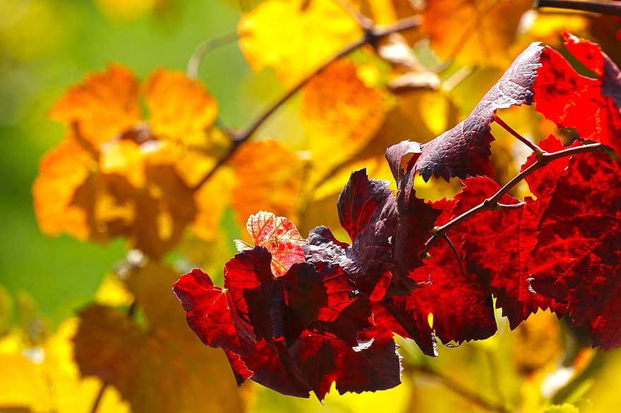 jesień, odchodzi, listowie, jesienne liście, kolory jesieni, sezon jesienny, spadek liści, spadek kolorów