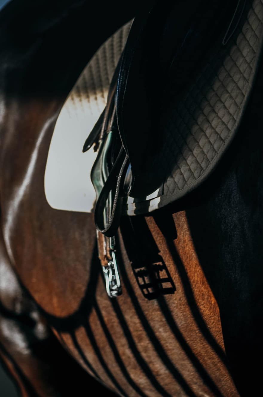 Horse, Saddle, Shadow, Side Of The Horse, Horse Riding, Horse Detail, Detail, Horse Side, leather, close-up, animal harness