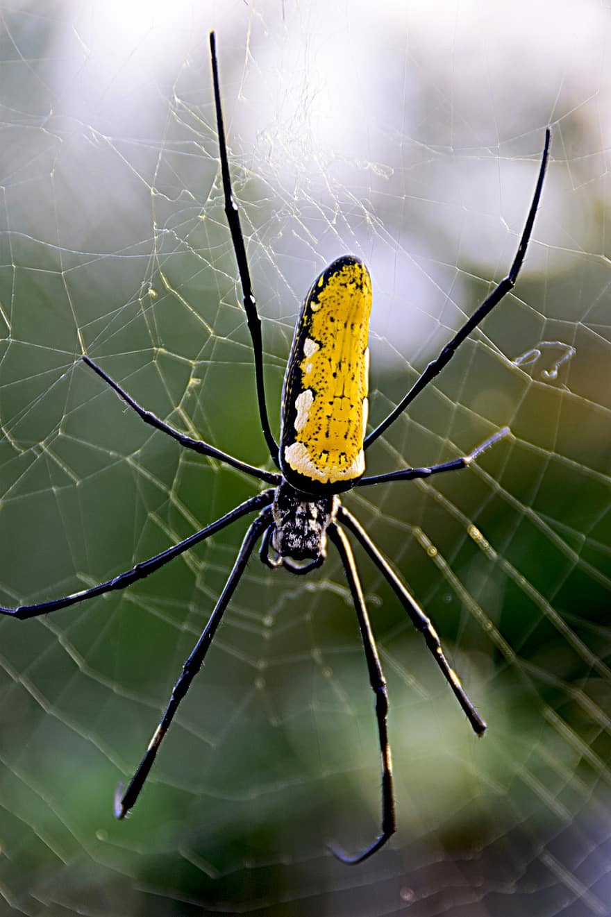 edderkop, gul, tæt på, stor, edderkoppespind, insekt, makro, arachnid, uhyggelig, dyr i naturen, dug