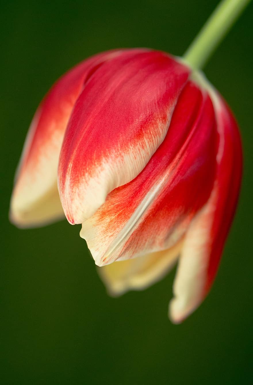 tulipan, kwiat, płatki, rośliny, ogród, wiosna, flora, kwitnąć, kolorowy, Natura