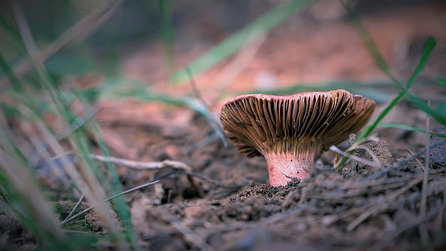 Mushroom, Spore, Mycology, Boletus, Autumn, Nature, Forest, Forest Floor