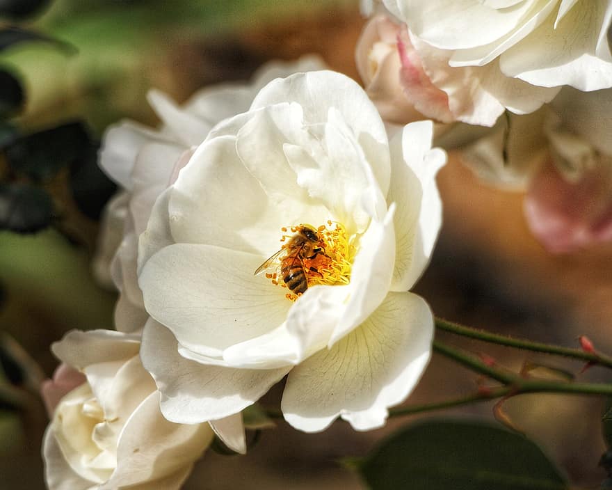 včela, hmyz, zvíře, bílá květina, rostlina, zahrada, Příroda, detailní, růže, květ