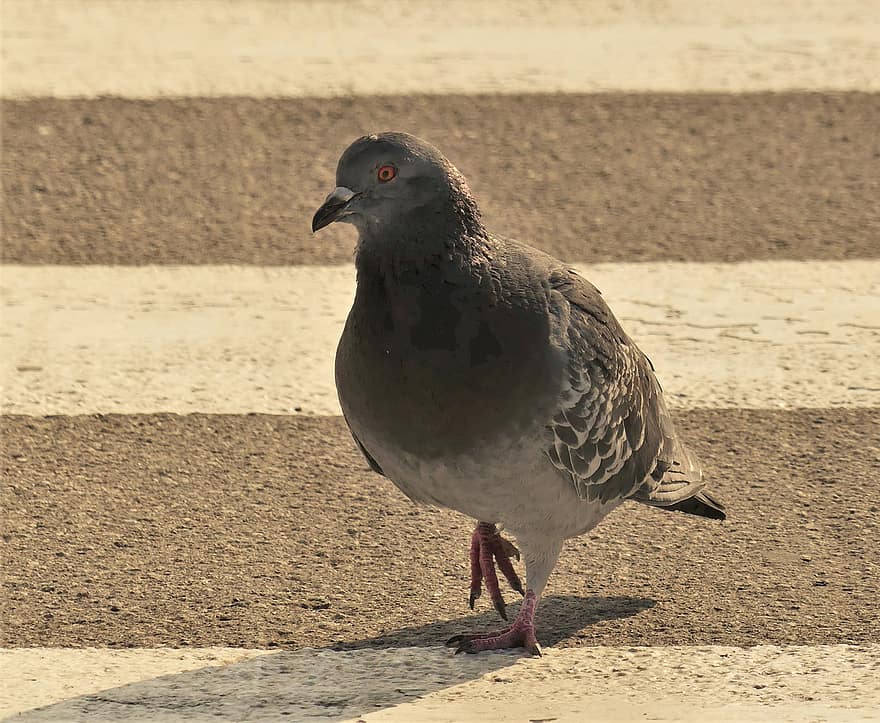Pigeon, Bird, Rock Dove, Rock Pigeon, Crosswalk, City, beak, feather, animals in the wild, one animal, close-up