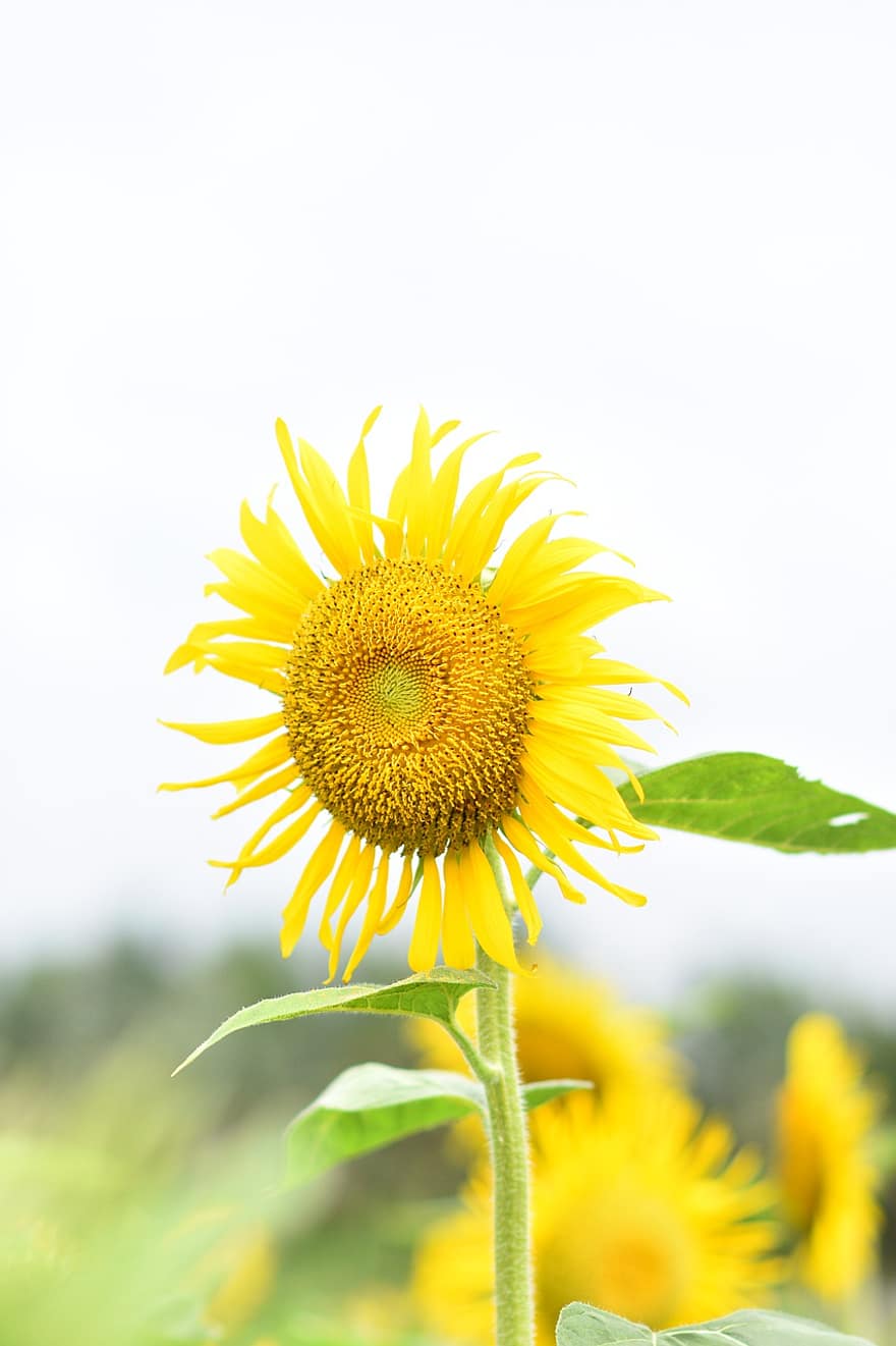 bunga matahari, bunga, bunga kuning, berkembang, mekar, tanaman berbunga, tanaman hias, menanam, flora, alam, taman