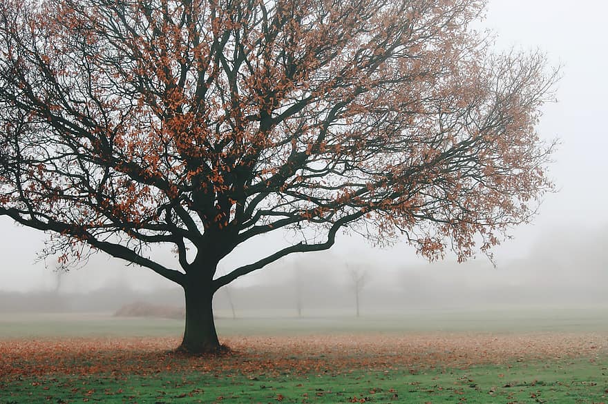 drzewo, mgła, odchodzi, listowie, pora roku, jesień, ranek, wschód słońca, Natura, zimno