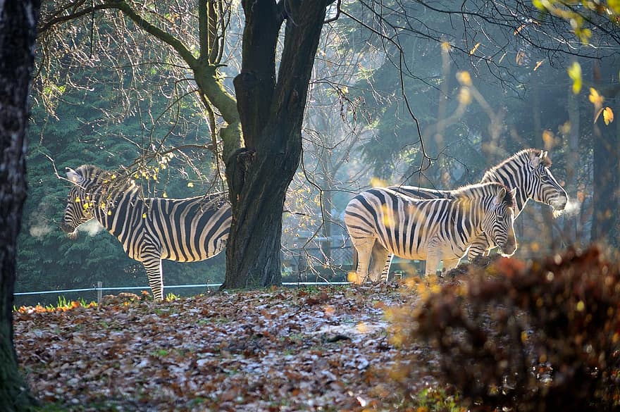 zebras, koki, kritusas lapas, rudenī, savvaļas dzīvnieki, dzīvnieki, vienāds, zirgu dzimtas dzīvnieki, svītrains, kopā, svītras