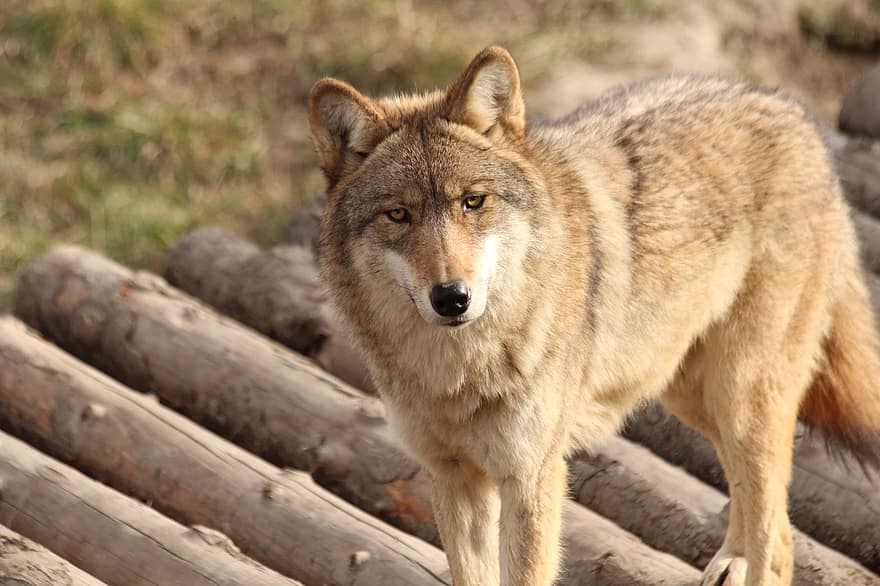 lobo, animal, fauna silvestre, Canis lupus, Lobo gris, mamífero, depredador, animal salvaje, fauna, desierto, naturaleza