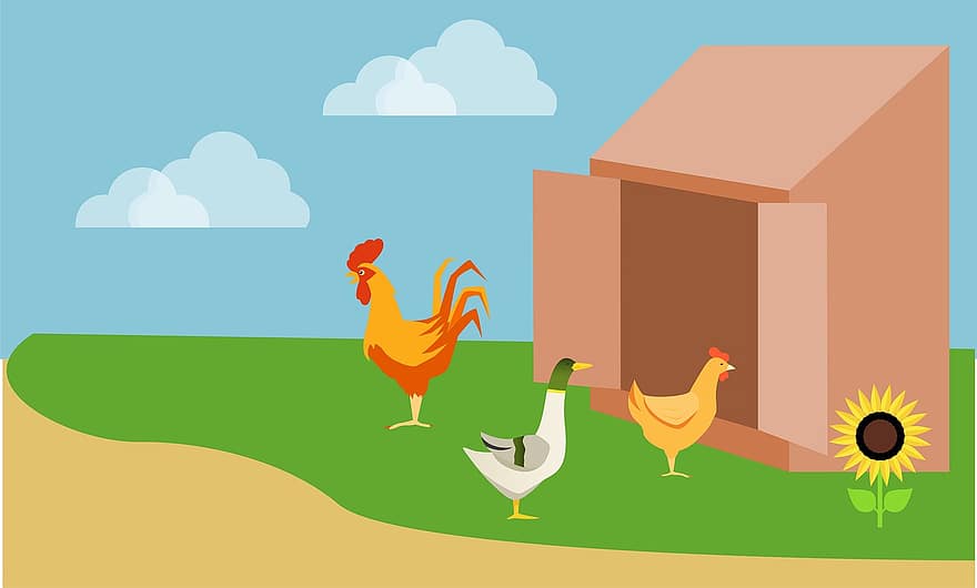 gallina, gallo, pollo, pájaro, cooperativa, granja, aves de corral, animal, pico, polla, plumas