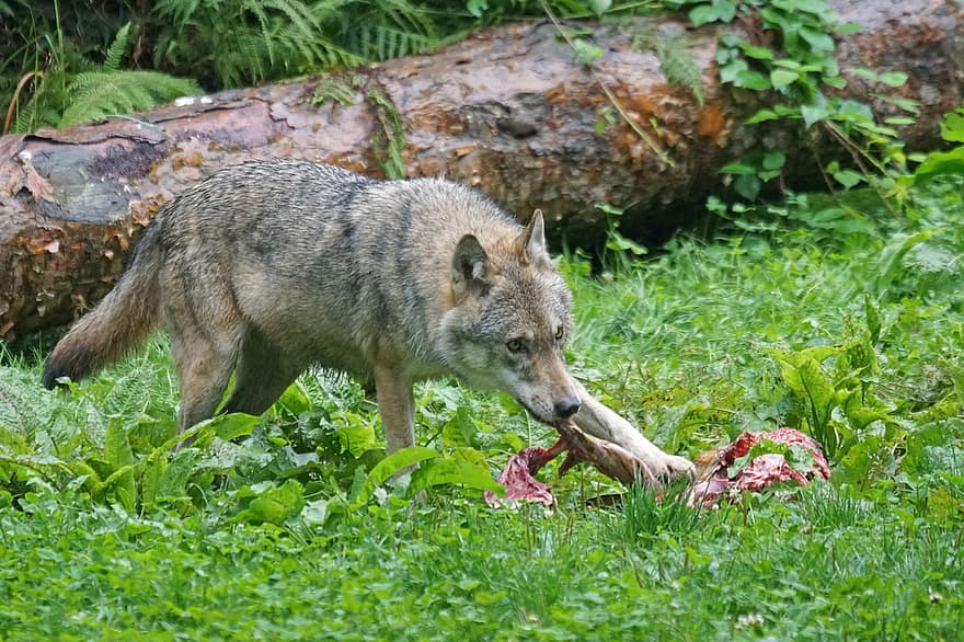 狼、捕食者、ヨーロッパのオオカミ、肉食動物、哺乳類、獲物、クラック
