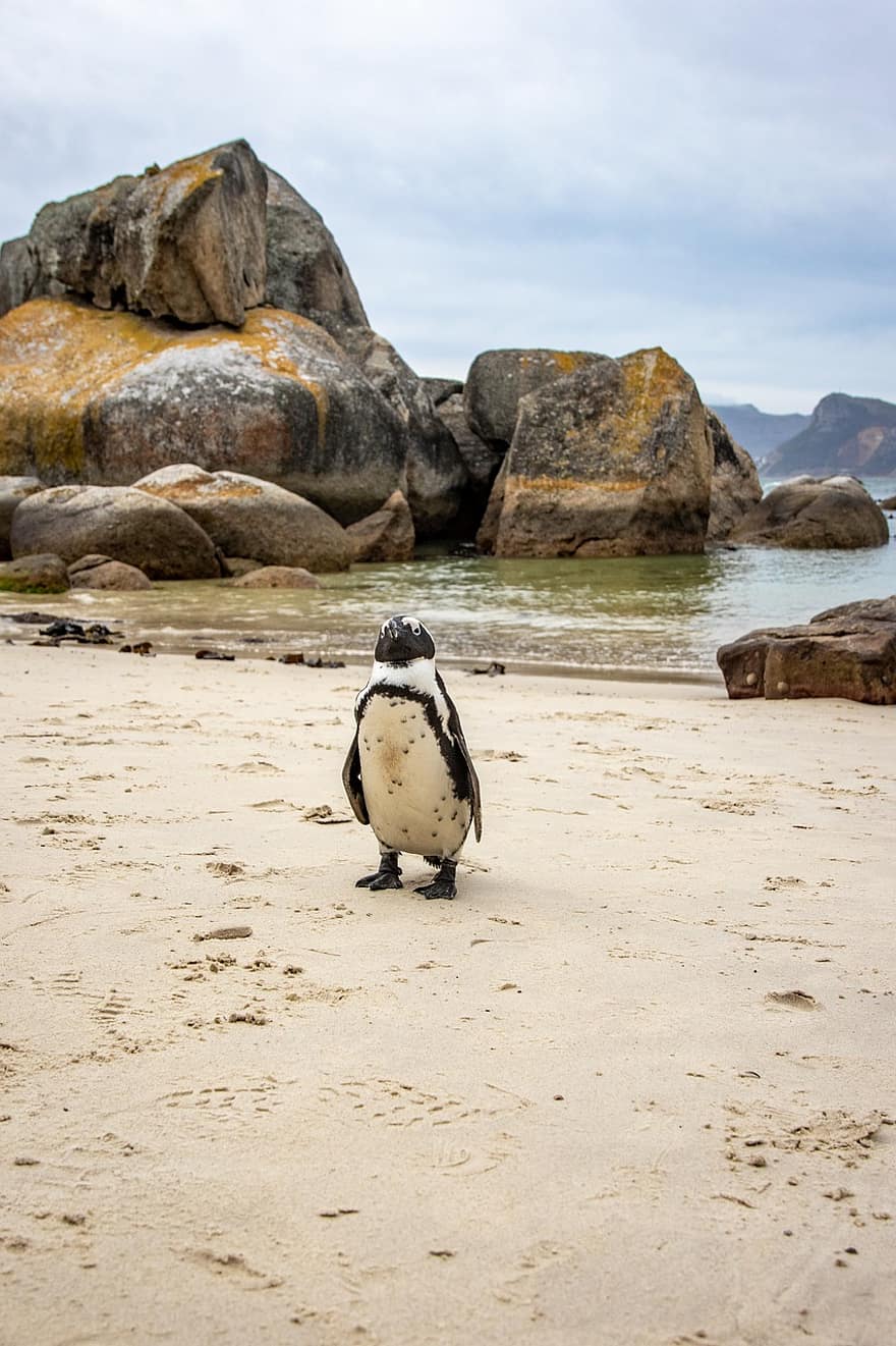 cidade do Cabo, praia de pedregulho, pinguim, África, pinguim africano, pinguim de cabo, de praia, costa, Beira Mar, pássaro, ave aquática