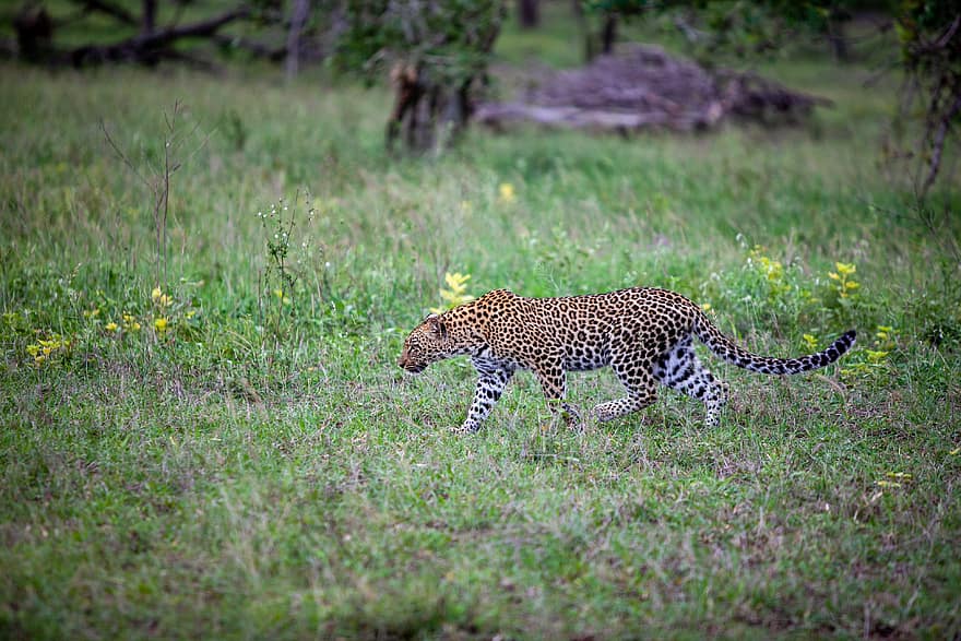leopard, Příroda, zvíře, Afrika, vzor, srst, divočina, místo výskytu, volně žijících živočichů, kočka, uši