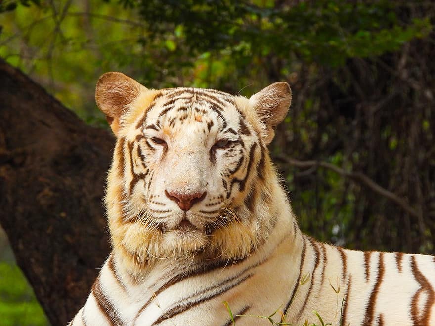 Parc zoològic de Nehru, tigre, zoo, animal