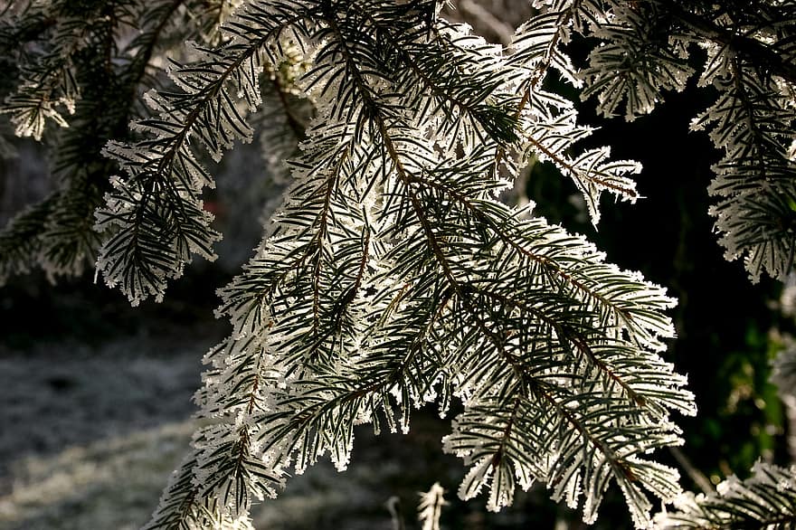 モミ、枝、霜、雪、冬、クリスマス、フローズン、コールド、モミ枝、モミの針、針葉樹