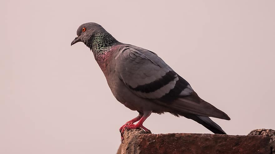 Pigeon, Bird, Perched, Dove, Rock Dove, Rock Pigeon, Animal, Feathers, Plumage, Beak, Nature
