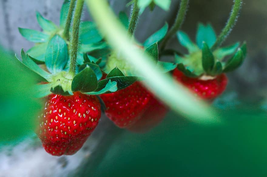 jordgubbar, frukt, mat, färsk, hälsosam, mogen, organisk, ljuv, producera, friskhet, jordgubbe