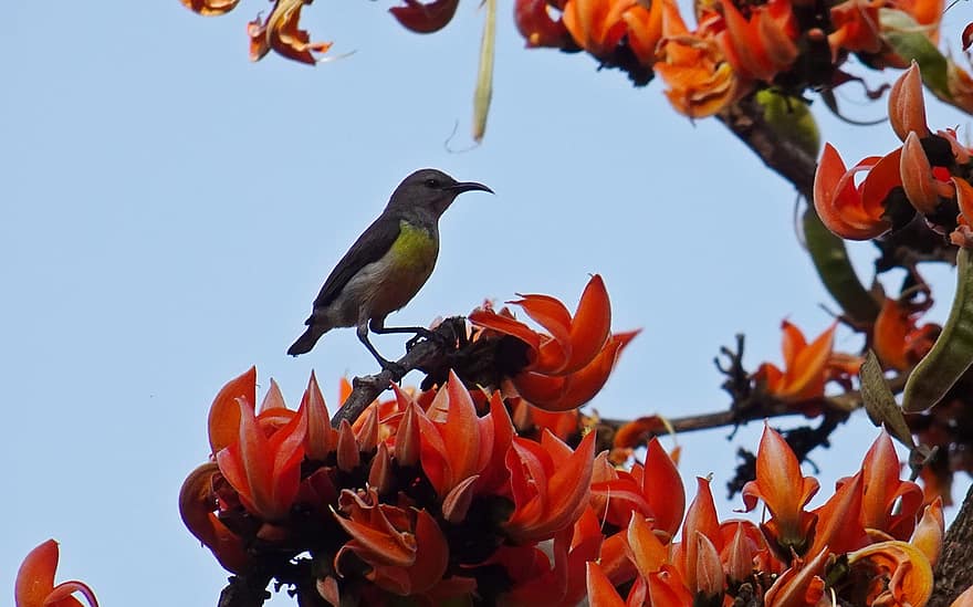 Sunbird, นก, ธรรมชาติ, อินเดีย, ใกล้ชิด, หลายสี, ดอกไม้, สาขา, จะงอยปาก, ขน, ปลูก