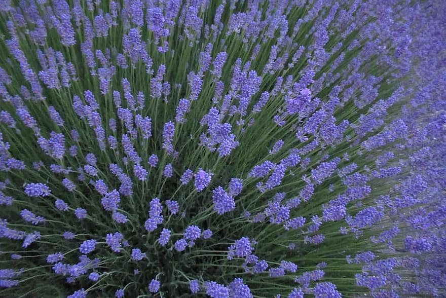 Hoa oải hương, cây, vi lượng đồng căn, thơm, màu tím, lavendula