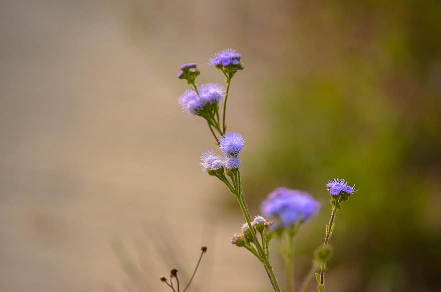 Bluemink, blomster, plante, blueweed, lilla blomster, knopper, flor, natur