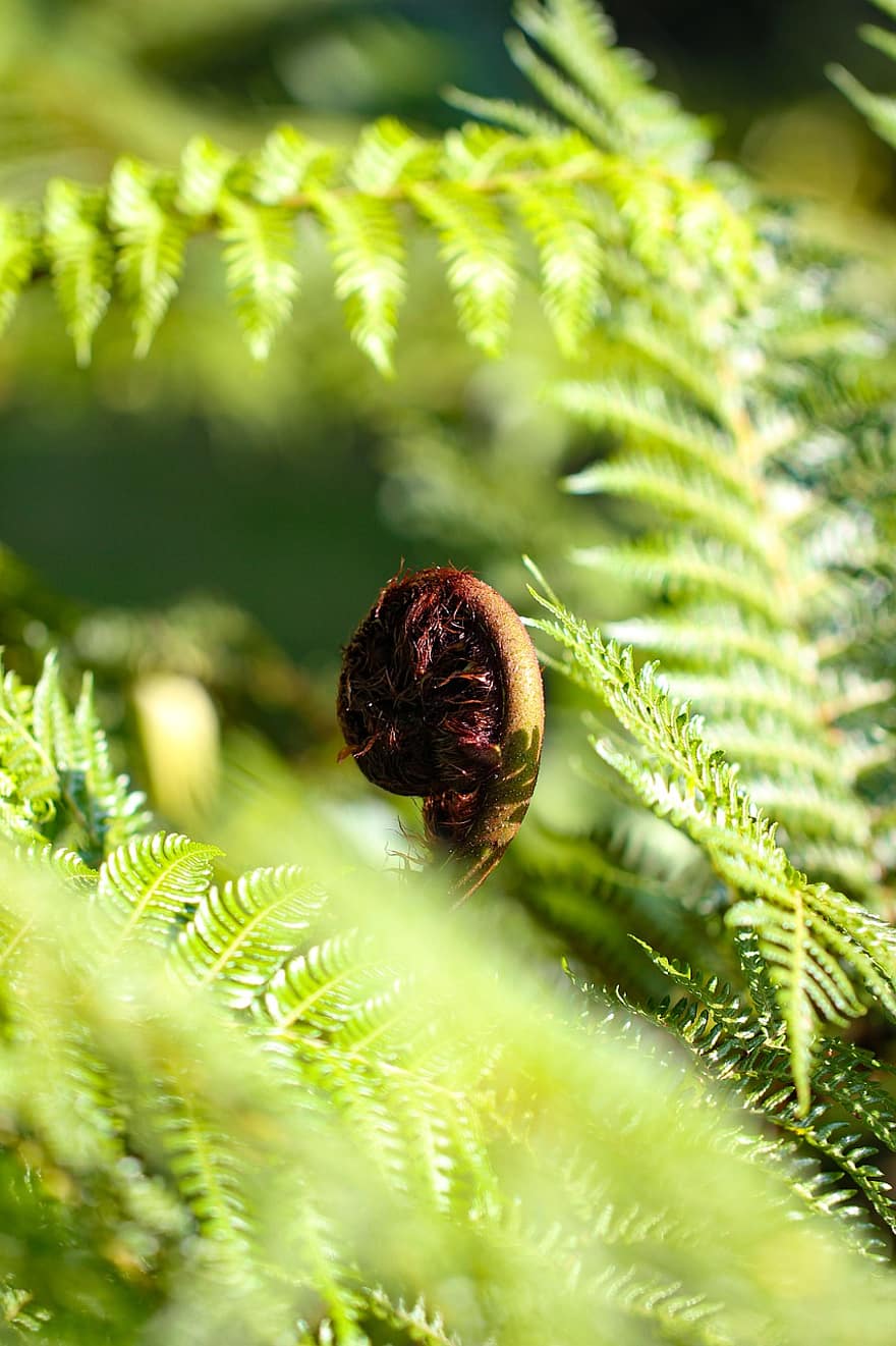 les fougères, frondes, feuilles, feuillage, vert, verdure, luxuriant, végétation, les plantes, plantes sauvages, plantes vertes