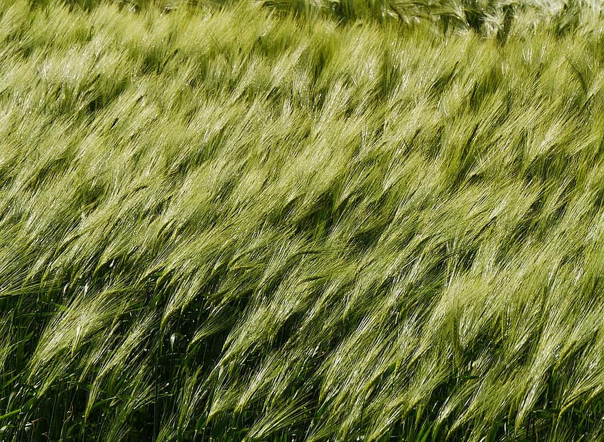 麦畑、穀物、農業、粒、のぼり、冬大麦、耕地、ファーム、栽培