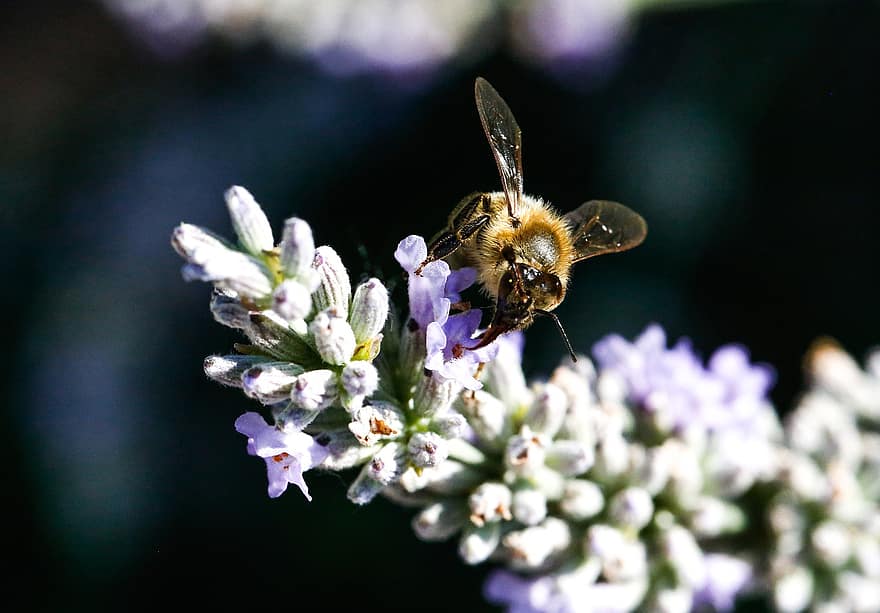 bi, lavendel-, pollinering, insekt, natur, honungsbi, blomma