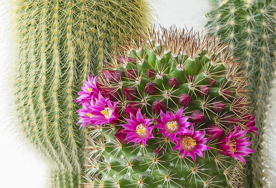 cactus, fiori, pianta, spine, succulento, fioritura, spinoso, natura, avvicinamento