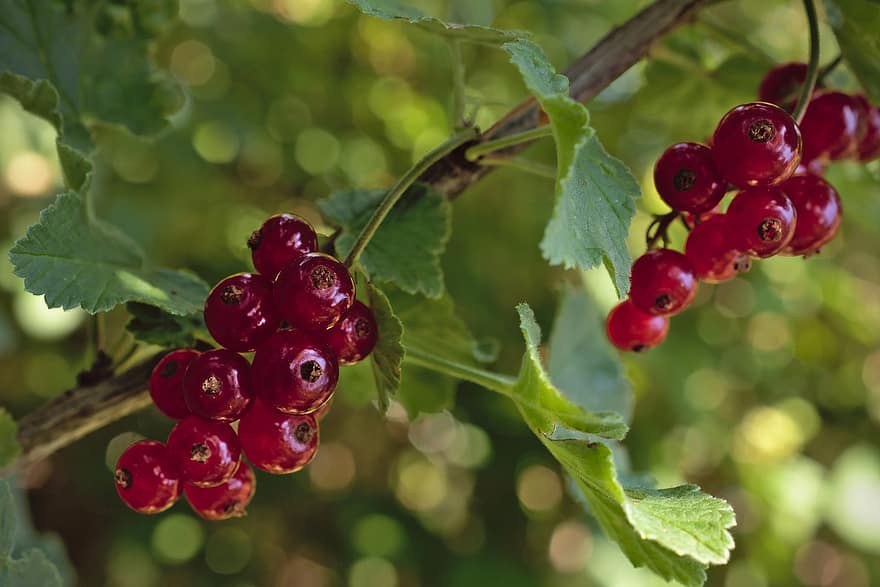 Currants, Berries, Fruits, Fruit, Garden, Soft Fruit, Currant, On The Vine, Red, Ripe, Vitamins